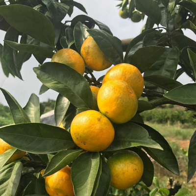 苗圃直发 由良蜜桔 特早蜜桔 早熟 柑橘苗 果树苗 南方种植新品种