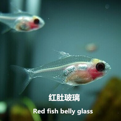 热带鱼观赏鱼 红肚玻璃 玻璃扯旗 白肚玻璃 扯旗鱼 小型鱼|ruв категории животное/Животное питание и принадлежностей, аквариум мира, рыба - от Buy2taobao.com для оказания профессиональной услуги покупки агента Taobao