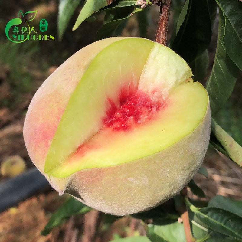 Advance sale Group of people Yunnan Open air fresh honey peach Olecranon Wild peach pregnant woman Fruit 5in the Aquatic meat/Fresh fruits and vegetables/Cooked , Fresh fruit , Peach category - from Buy2taobao.com to provide professional Taobao agent buy service