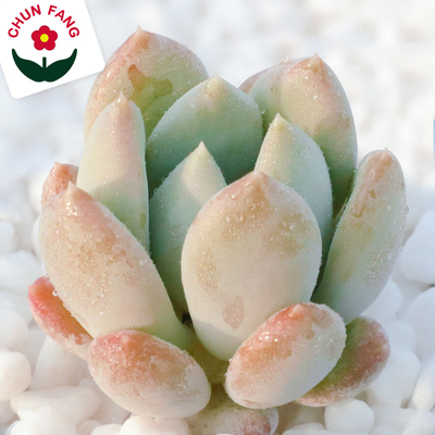 多肉植物优选胖美人办公室抗辐射净化空气DIY手工制作萌肉肉绿植