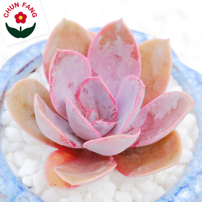 多浆植物紫丁香办公室净化空气绿植组合盆栽抗辐射阳台DIY手工肉