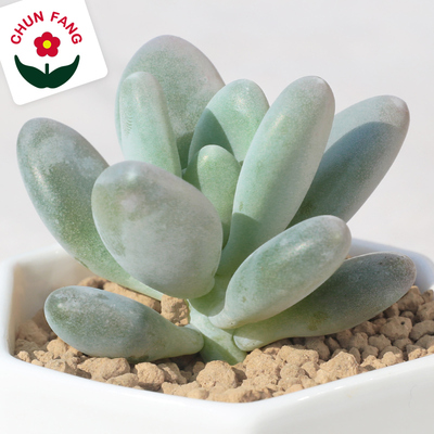 多肉植物白美人星美人室内阳台绿植抗辐射净化空气DIY手工小盆栽