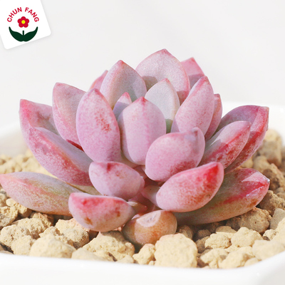 多肉植物紫梦办公室迷你萌肉抗辐射绿植组合盆栽DIY手工制作肉肉