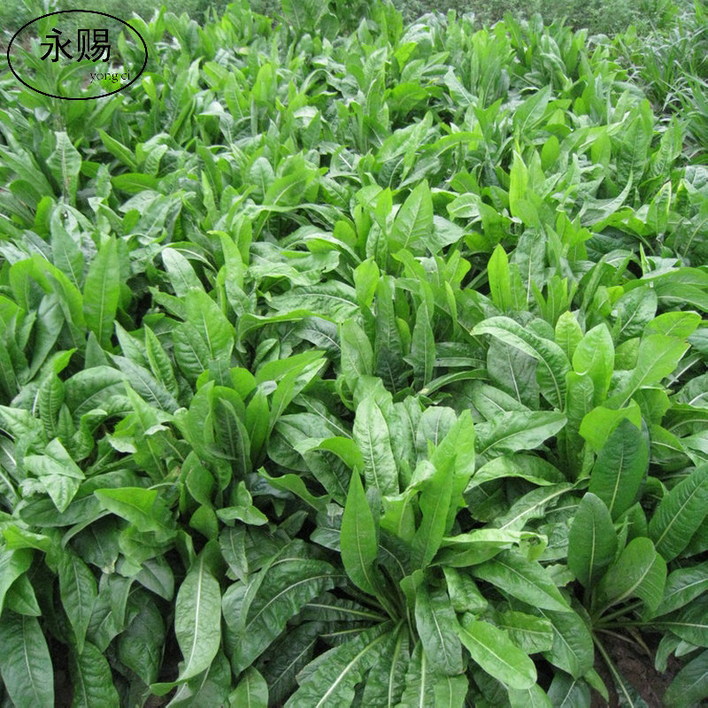 秋季将军菊苣牧草种子南方鸡鸭鹅鱼猪吃饲料草多年生四季草种草籽在类目 鲜花速递/花卉仿真/绿植园艺, 花卉/蔬果/草坪种子(新), 家庭园艺种子中 - 来自Buy2taobao.com提供专业的淘宝代购服务