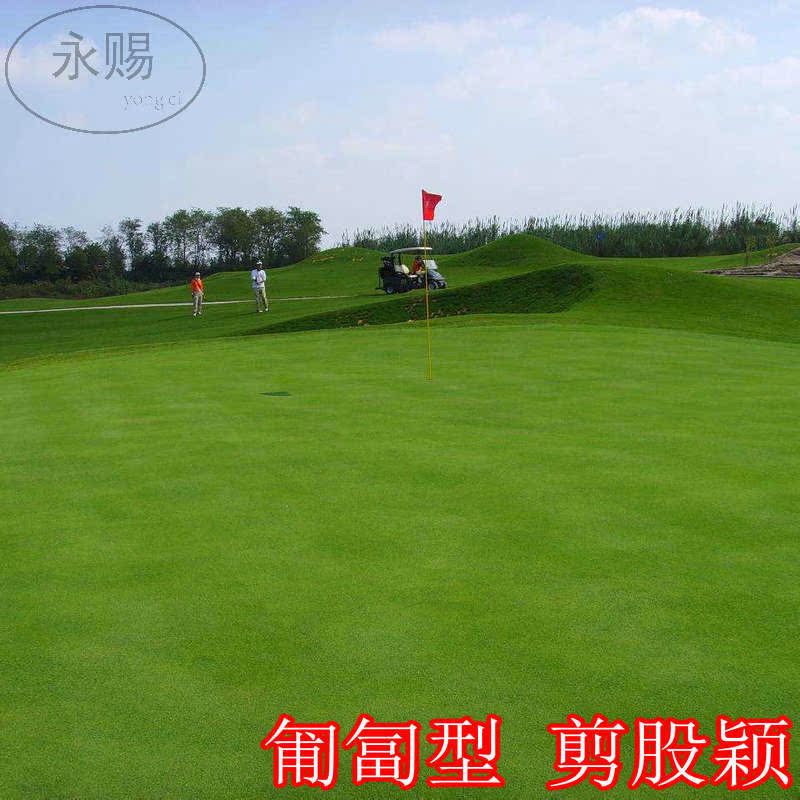 剪股颖草坪种子匍匐型四季青草皮草坪种子不修剪庭院草坪种子四季在类目 鲜花速递/花卉仿真/绿植园艺, 花卉/蔬果/草坪种子(新), 家庭园艺种子中 - 来自Buy2taobao.com提供专业的淘宝代购服务