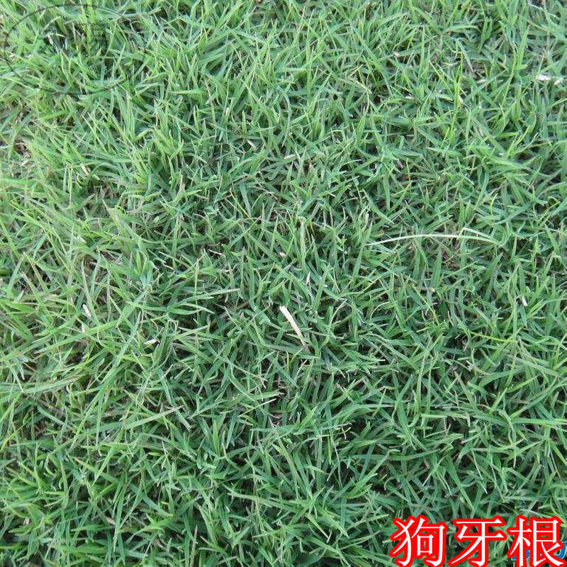 美国进口草坪种子四季青种子狗牙根黑麦草草籽免修剪耐寒护坡牧草在类目 鲜花速递/花卉仿真/绿植园艺, 花卉/蔬果/草坪种子(新), 家庭园艺种子中 - 来自Buy2taobao.com提供专业的淘宝代购服务