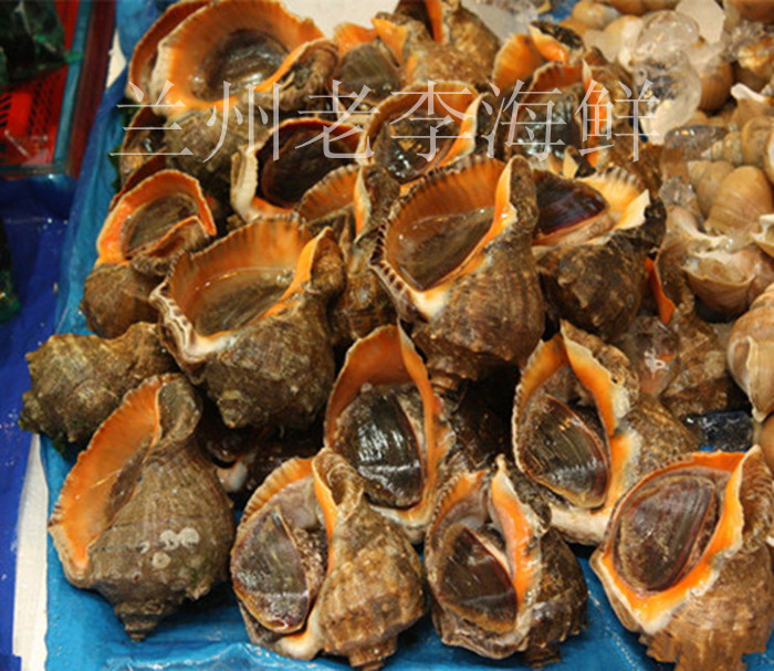 Maryland Talk of the town Seafood Fresh conchin the Aquatic meat/Fresh fruits and vegetables/Cooked , Seafood/Aquatic/Product , Shellfish , Shellfish Products category - from Buy2taobao.com to provide professional Taobao agent buy service