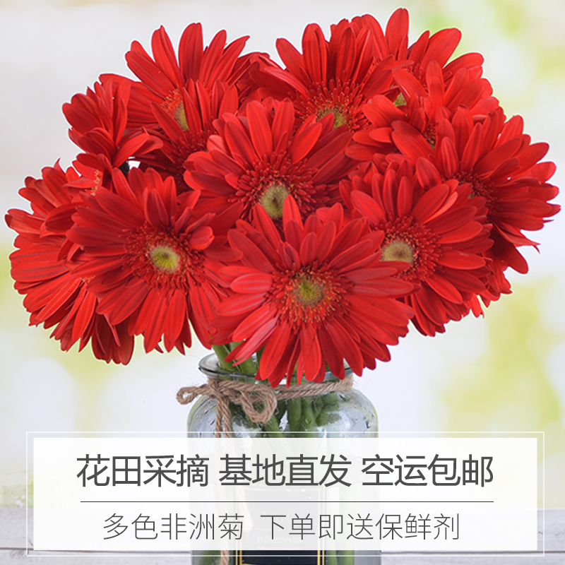 云南家庭生活鲜花多色非洲菊扶郎花昆明同城速递基地直发空运包邮|msdalam kategori penghantaran bunga/bunga simulasi/tumbuhan berkebun, penghantaran bunga (bandar) - dari Buy2taobao.com untuk memberikan perkhidmatan ejen Taobao profesional membeli