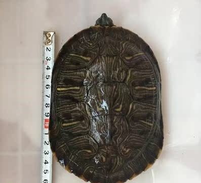 Turtle life large In general Super large Tortoise Lay eggs Artifact Produce Full articlein the Pet/Pet food and supplies , Aqua World , Turtle/Turtle category - from Buy2taobao.com to provide professional Taobao agent buy service