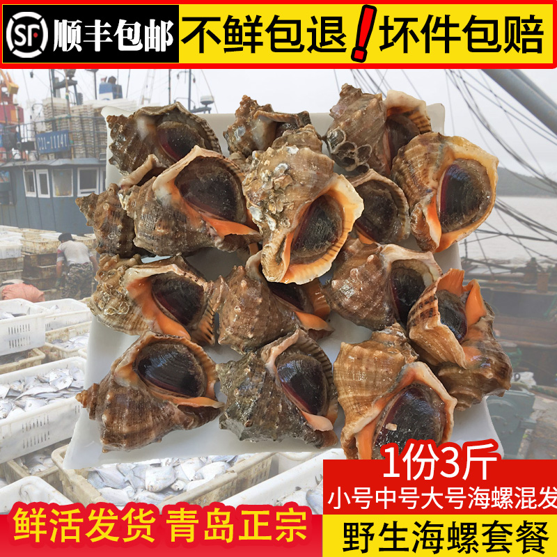 青島特産海螺鮮活野生新鮮大海螺鮮活海鮮超大水産當天鮮活大海螺在類目 水產肉類/新鮮蔬果/熟食, 海鮮/水產品/製品, 貝類, 貝類製品中 - 來自Buy2taobao.com提供專業的淘寶代購服務