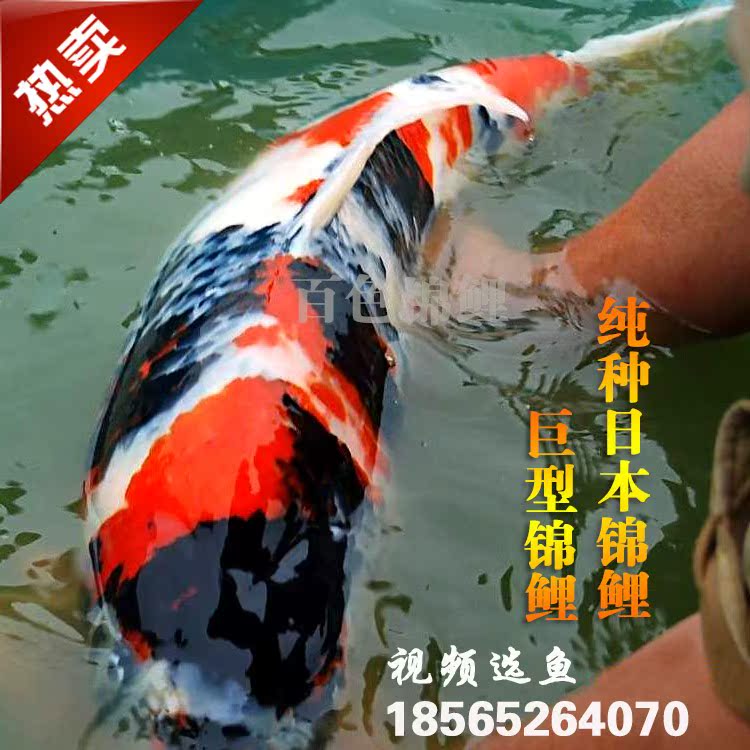 錦鯉 純種紅白 大正 昭和三色錦鯉活體觀賞魚風水魚在類目 寵物/寵物食品及用品, 水族世界, 魚中 - 來自Buy2taobao.com提供專業的淘寶代購服務