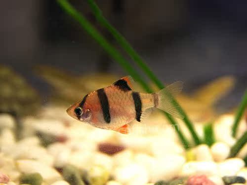 易養熱帶小型觀賞魚綠虎皮魚活體綠寶石魚三間虎皮魚群遊魚四間魚在類目 寵物/寵物食品及用品, 水族世界, 魚中 - 來自Buy2taobao.com提供專業的淘寶代購服務