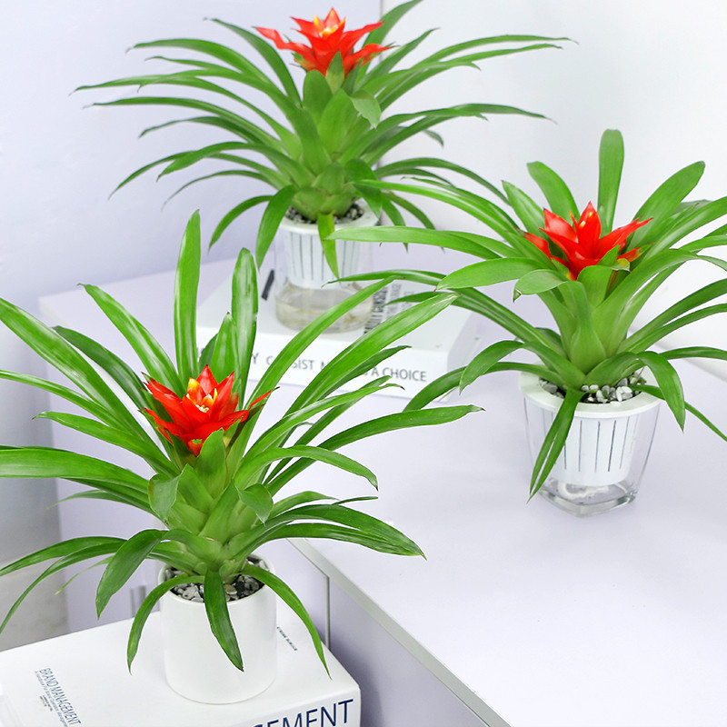 空气凤梨花卉盆栽室内观花植物庭院植物盆景盆栽四季开花鸿运当头|ruв категории доставка цветов/цветок моделирования/растения садоводства, цветок/растения в горшках (новый), растения - от Buy2taobao.com для оказания профессиональной услуги покупки агента Taobao
