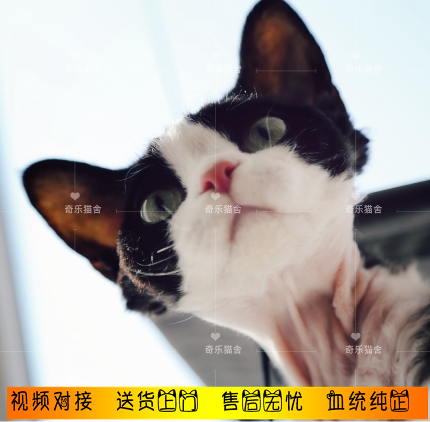 柯尼斯德文卷毛猫纯种活体幼猫宠物猫赛级蓝眼睛公全国包邮|ruв категории животное/Животное питание и принадлежностей, кошка - от Buy2taobao.com для оказания профессиональной услуги покупки агента Taobao
