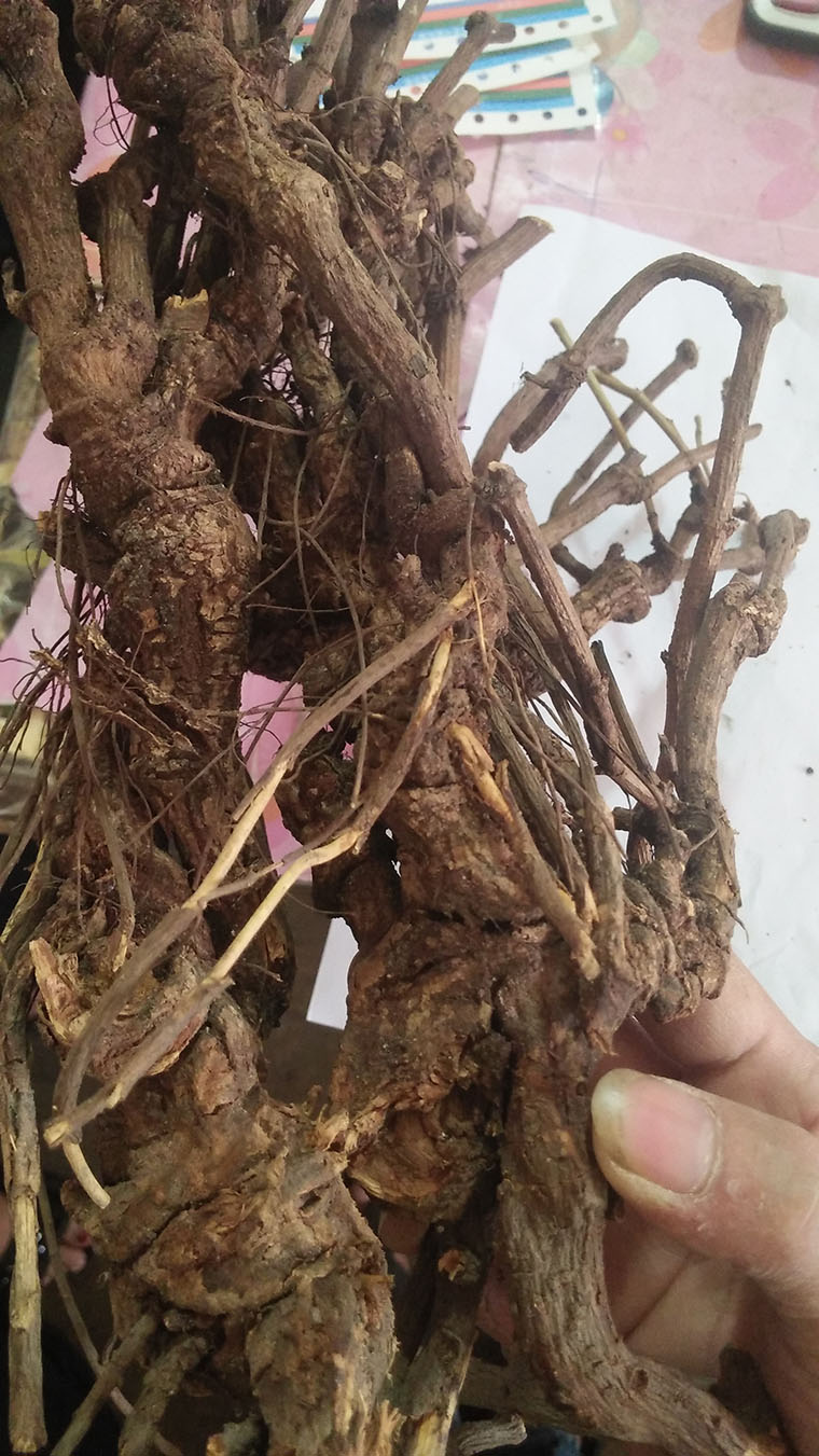 野生中藥材白花丹根 全根白花丹壹見消根 百花丹根 白雪花包郵在類目 傳統滋補營養品, 其他傳統滋補品, 傳統滋補品其他中 - 來自Buy2taobao.com提供專業的淘寶代購服務