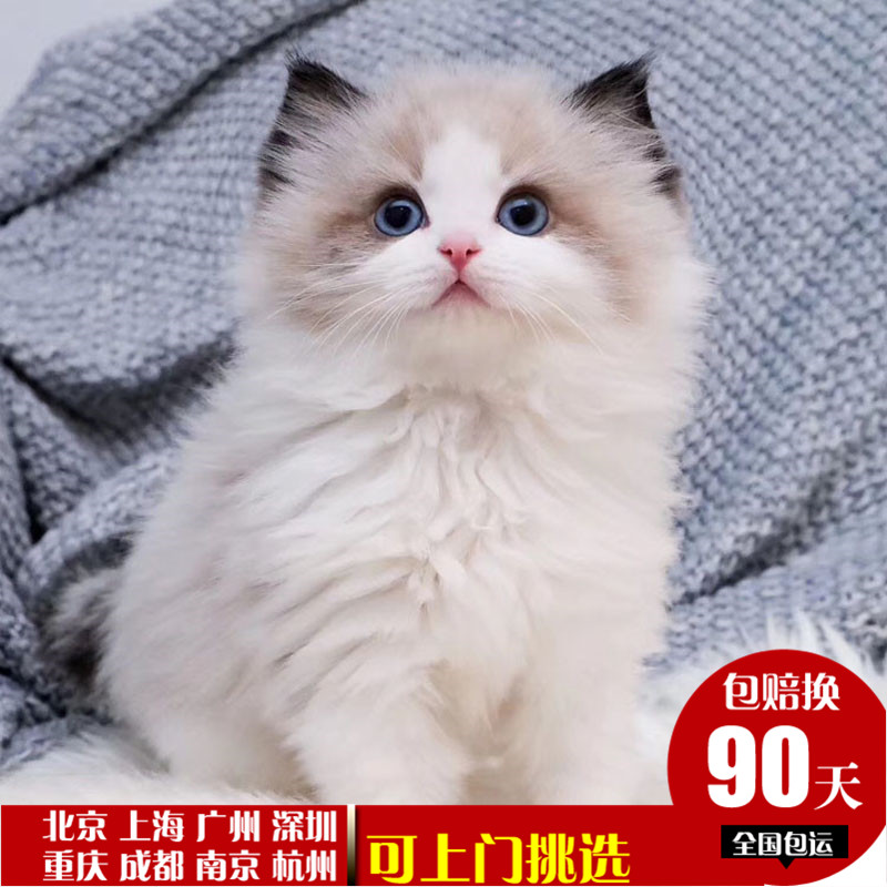 Ragdoll living thing Seal Pets Kitty Living creatures Thoroughbred Kittens Garfield English short America Short Maine Pygmy catin the Pet/Pet food and supplies , Kitty category - from Buy2taobao.com to provide professional Taobao agent buy service