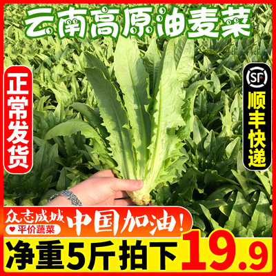 油麦菜5斤叶菜类新鲜农家蔬菜莜麦菜牛俐生菜苦麦菜青菜包邮净菜