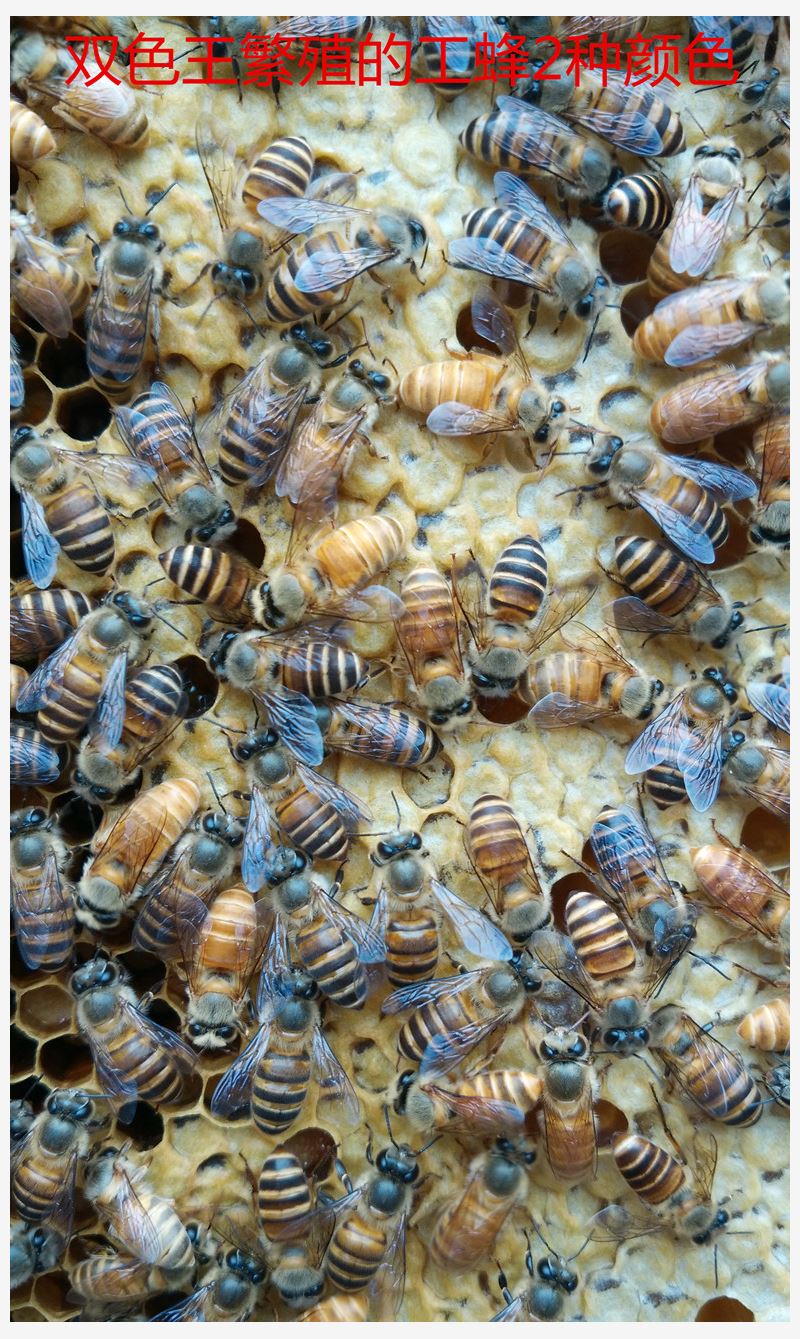 queen bee high quality Queen High yield honeybee living thing Spawning Wang Xinkai high quality High yield honeybeein the Pet/Pet food and supplies , Other pets , Other pets category - from Buy2taobao.com to provide professional Taobao agent buy service