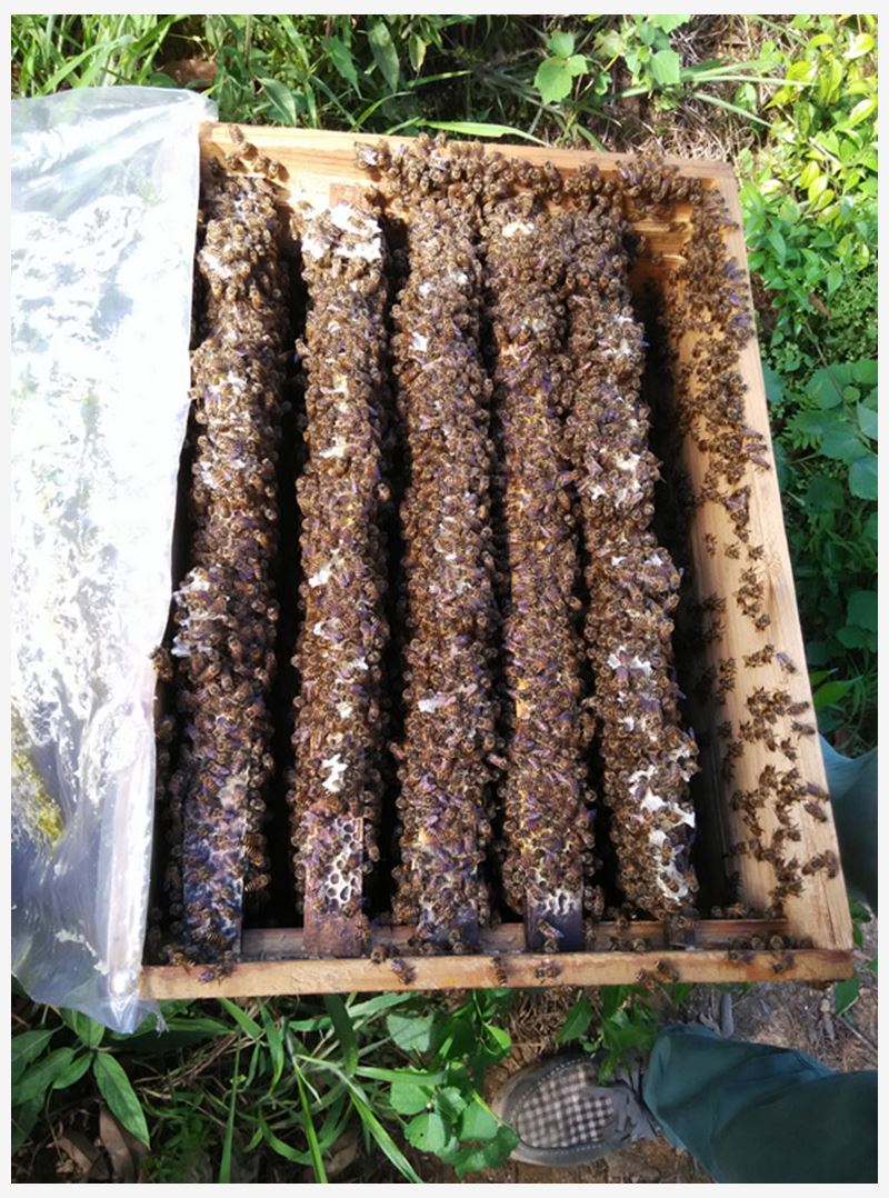 queen bee queen bee high quality Improved variety High yield honeybee living thing Marker pen Spawning Double colorin the Pet/Pet food and supplies , Other pets , Other pets category - from Buy2taobao.com to provide professional Taobao agent buy service