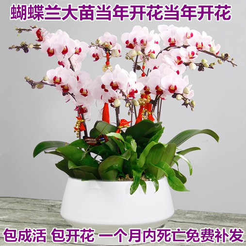 蝴蝶兰大花包邮带花剑室内阳台桌面绿植花卉盆栽植物花苗颜色可选在类目 五金/工具, 紧固件, 螺柱中 - 来自Buy2taobao.com提供专业的淘宝代购服务
