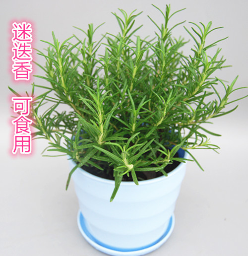 迷叠香盆栽可食用香草植物迷選香新鮮種植大苗迷疊香淨化空氣庭院在類目 五金/工具, 緊固件, 螺柱中 - 來自Buy2taobao.com提供專業的淘寶代購服務