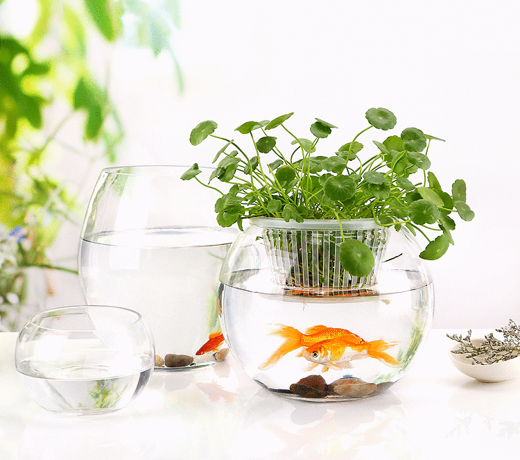 绿萝水培植物瓶富贵竹水养器皿容器 风信子花盆花瓶玻璃透明在类目 鲜花速递/花卉仿真/绿植园艺, 花瓶/花器/花盆/花架(新), 花瓶中 - 来自Buy2taobao.com提供专业的淘宝代购服务