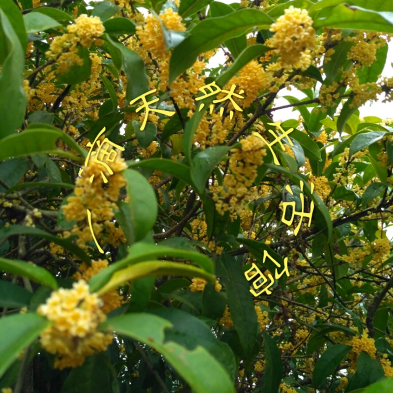 2019年9-10月新鲜金桂花鲜花 现新鲜腌制金桂花 提取纯露花材专用在类目 鲜花速递/花卉仿真/绿植园艺, 婚礼鲜花布置, 其它中 - 来自Buy2taobao.com提供专业的淘宝代购服务