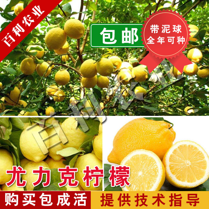 香水柠檬苗 尤力克柠檬苗 青柠檬树苗 黄柠檬苗四季柠檬苗水果苗在类目 鲜花速递/花卉仿真/绿植园艺, 花园植物/行道树/果树, 果树中 - 来自Buy2taobao.com提供专业的淘宝代购服务