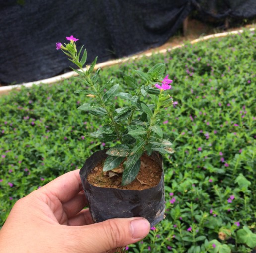 Highway Green seedlings Sapling Gypsophila Mantianhong Potted plant Green plant Botany balcony flowers and plants Pentasin the Flower delivery/Flowers simulation/Plants gardening , Flowers/Potted plants (New) , Plants category - from Buy2taobao.com to provide professional Taobao agent buy service