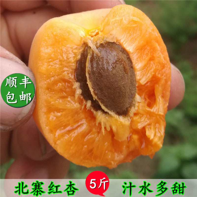 goods in stock Beijing Pinggu North Village Apricot Apricot fruit Apricot 5 poundsin the Aquatic meat/Fresh fruits and vegetables/Cooked , Fresh fruit , Other category - from Buy2taobao.com to provide professional Taobao agent buy service