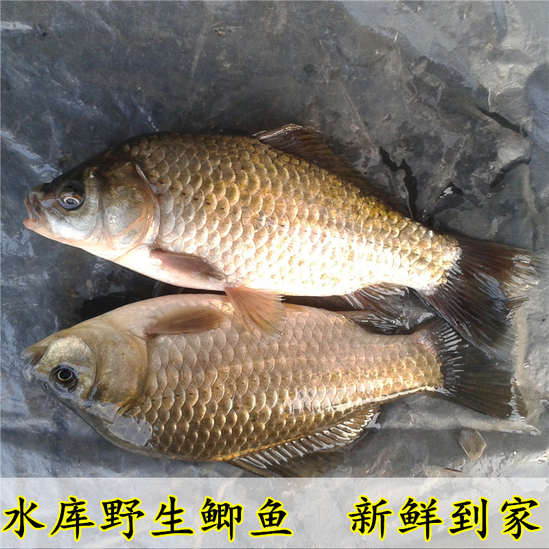 北京密云水库鱼新鲜鱼鲜活鱼淡水鱼野生鱼小鲫鱼 孕妇下奶鱼滋补|msdalam kategori daging perikanan/Buah-buahan segar dan sayur-sayuran/dimasak, makanan laut/produk akuatik/produk, ikan air tawar - dari Buy2taobao.com untuk memberikan perkhidmatan ejen Taobao profesional membeli
