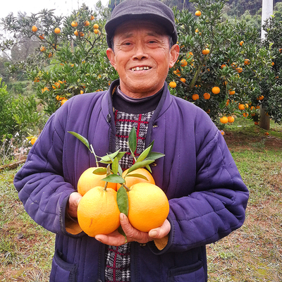 四川金堂脐橙新鲜带箱10斤当季水果包邮应季柑橘甜橙手剥冰糖橙子