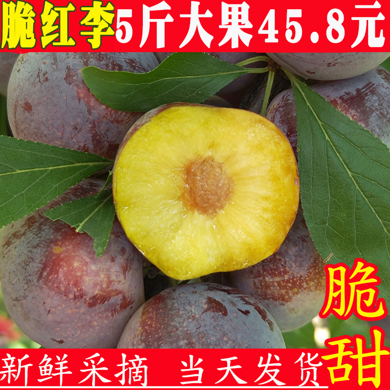 四川脆紅李脆李脫骨紅脆李子清脆紅心李子新鮮水果5斤汶川現摘在類目 水產肉類/新鮮蔬果/熟食, 新鮮水果, 李子中 - 來自Buy2taobao.com提供專業的淘寶代購服務