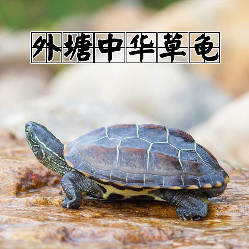 中华草龟 小乌龟活体外塘长寿龟宠物水龟金线龟情侣龟墨龟草龟苗|ruв категории животное/Животное питание и принадлежностей, аквариум мира, черепаха/черепаха - от Buy2taobao.com для оказания профессиональной услуги покупки агента Taobao