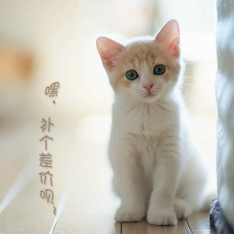 邮费差价,差多少钱就拍多少|msdalam kategori Aksesori rumah, pasu/bunga/bunga tiruan/perhiasan imitasi, bunga kering/Petal/pakej bunga kering/ranting kering - dari Buy2taobao.com untuk memberikan perkhidmatan ejen Taobao profesional membeli