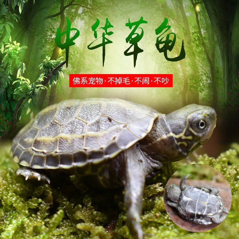 小乌龟活物巴西龟苗活体宠物龟地图龟中华草龟苗观赏龟小鳄龟包邮在类目 宠物/宠物食品及用品, 水族世界, 龟/鳖中 - 来自Buy2taobao.com提供专业的淘宝代购服务