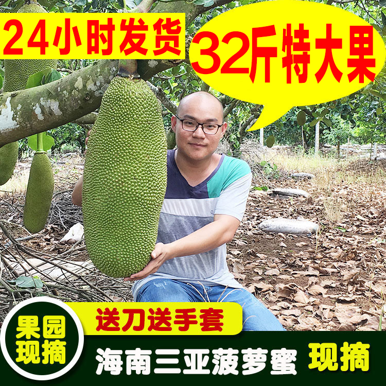 32斤海南三亚黄肉菠萝蜜新鲜水果热带包邮整个非红肉菠萝蜜现摘40在类目 水产肉类/新鲜蔬果/熟食, 新鲜水果, 其它中 - 来自Buy2taobao.com提供专业的淘宝代购服务