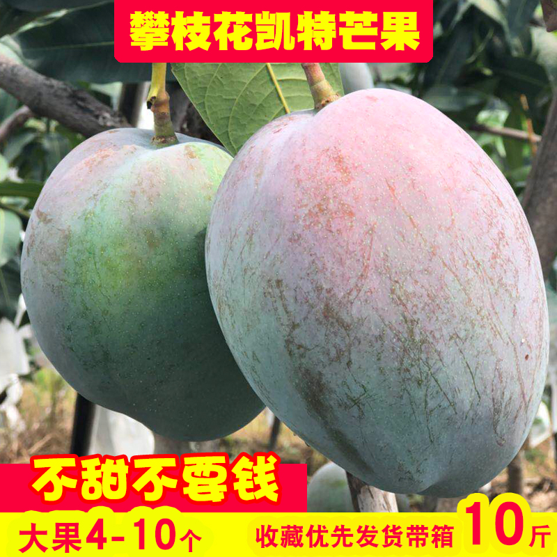 Really Panzhihua Kate Mango Qingmang 10 Season fresh fruit natural plantin the Aquatic meat/Fresh fruits and vegetables/Cooked , Fresh fruit , Mango category - from Buy2taobao.com to provide professional Taobao agent buy service