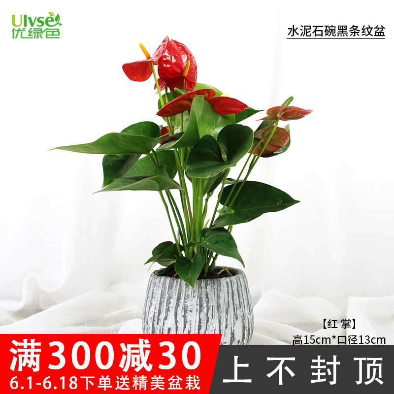 ulvse优绿色水泥盆桌面小虎皮兰红掌白掌常春藤绿植盆栽花卉送货在类目 鲜花速递/花卉仿真/绿植园艺, 花卉/绿植盆栽(新), 绿植中 - 来自Buy2taobao.com提供专业的淘宝代购服务