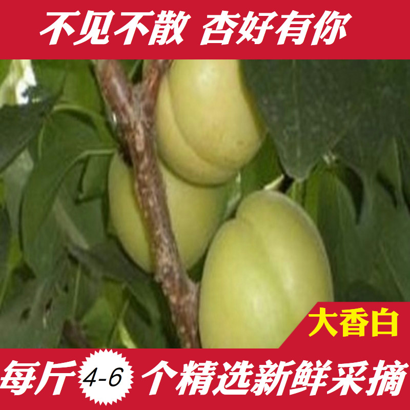 现货包邮新鲜杏子 6斤天津蓟县新鲜采摘大香白杏青杏新鲜水果酸甜在类目 水产肉类/新鲜蔬果/熟食, 新鲜水果, 其它中 - 来自Buy2taobao.com提供专业的淘宝代购服务