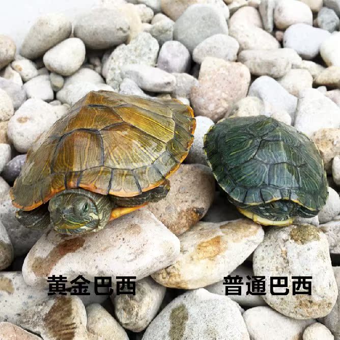1草龟蛋东锦蛋西锦蛋剃刀蛋红面蛋巴西龟蛋活体蛋彩龟乌龟活体|ruв категории животное/Животное питание и принадлежностей, аквариум мира, черепаха/черепаха - от Buy2taobao.com для оказания профессиональной услуги покупки агента Taobao
