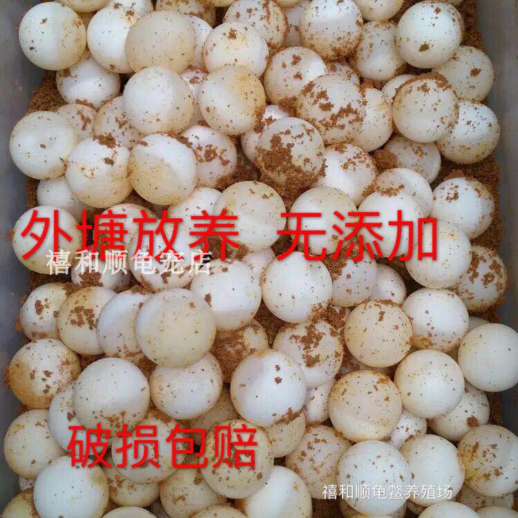 乌龟蛋可孵化受精蛋未受精食用新鲜石龟鳄龟水龟宠物龟蛋泡酒包邮|msdalam kategori haiwan peliharaan/makanan haiwan dan bekalan, Aquarium World, penyu/penyu - dari Buy2taobao.com untuk memberikan perkhidmatan ejen Taobao profesional membeli