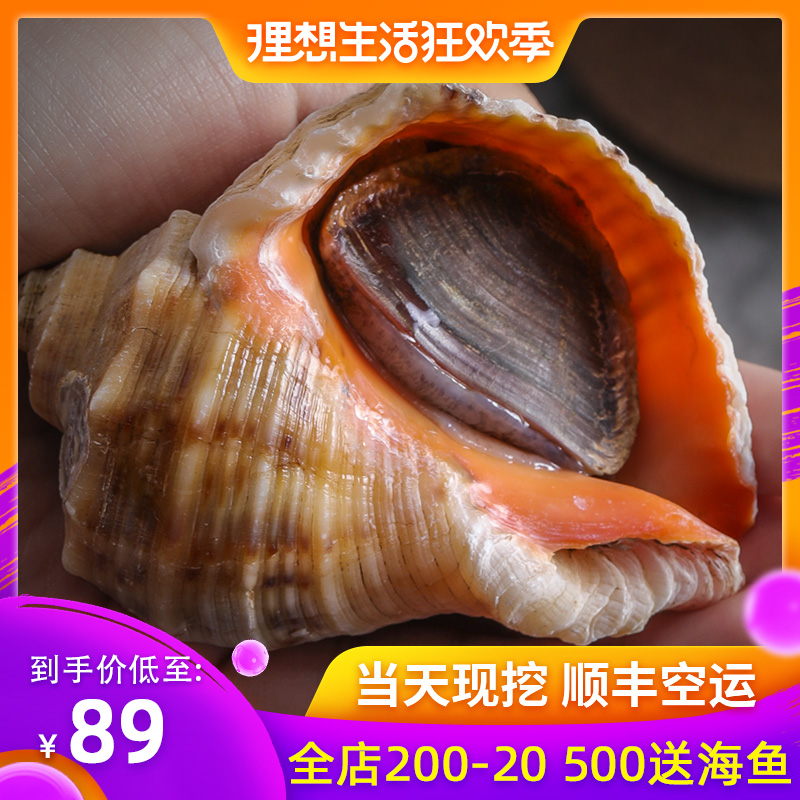Qingdao specialty wild Large conch Fresh fresh Seafood Aquatic products Super large lobster Shellfish 3 poundsin the Aquatic meat/Fresh fruits and vegetables/Cooked , Seafood/Aquatic/Product , Shellfish , Shellfish Products category - from Buy2taobao.com to provide professional Taobao agent buy service