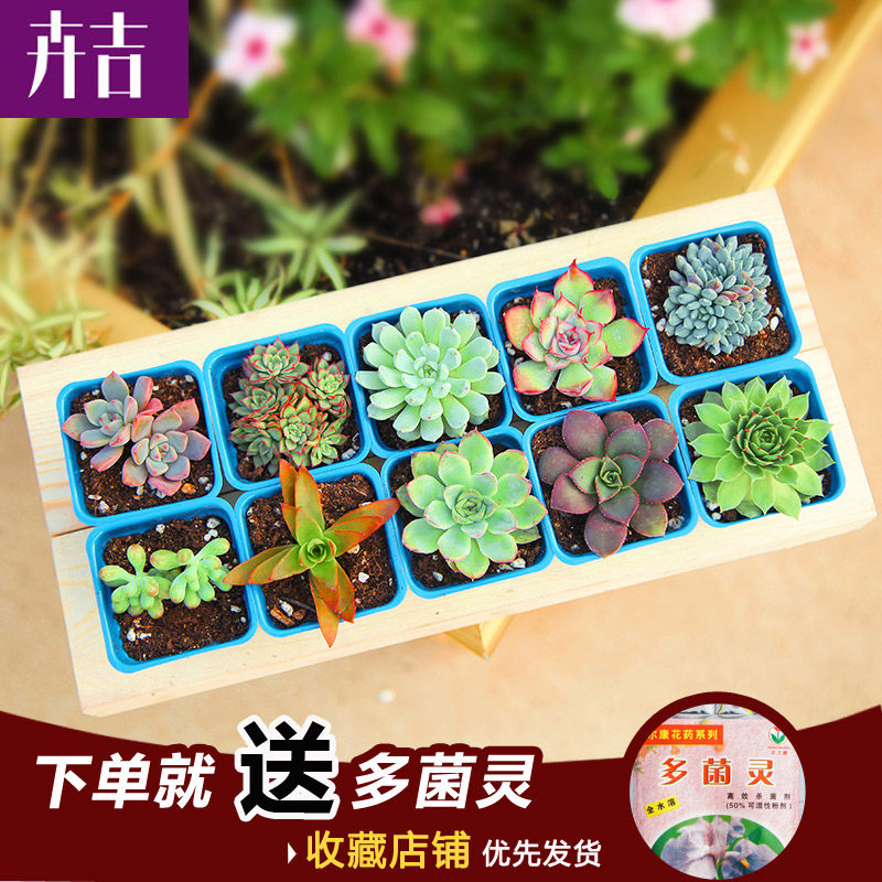 卉吉多肉植物 新手套餐 含盆含土 肉肉组合盆栽 多肉园艺花卉