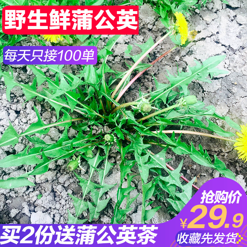 quality goods Mother Ding Dandelion fresh Leaves Potherb Medical Vegetables in season 3 poundsin the Aquatic meat/Fresh fruits and vegetables/Cooked , Fresh vegetables/Vegetable products , Fresh vegetables , Other category - from Buy2taobao.com to provide professional Taobao agent buy service