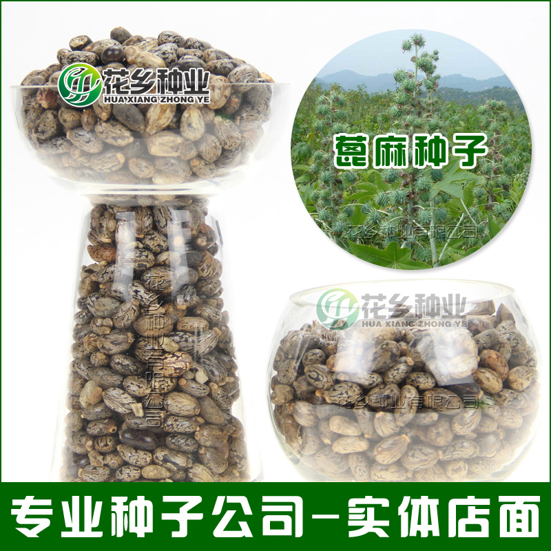 蓖麻种子 当年新采蓖麻种子 优质蓖麻籽 精挑细选提供种植技术|msdalam kategori penghantaran bunga/bunga simulasi/tumbuhan berkebun, bunga/Buah-buahan dan sayur-sayuran/benih rumput (baru), benih rumah berkebun - dari Buy2taobao.com untuk memberikan perkhidmatan ejen Taobao profesional membeli