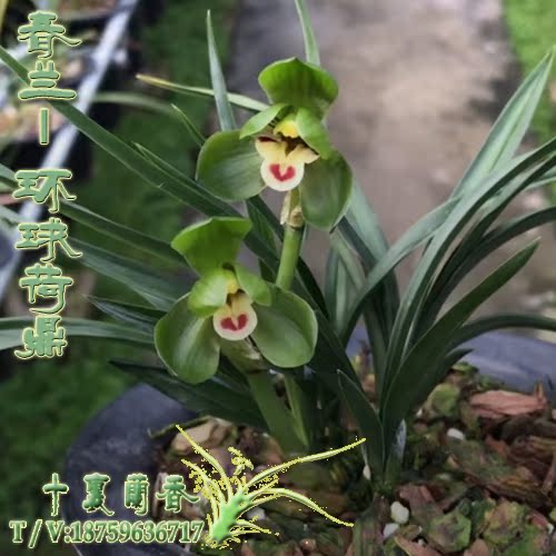 quality goods orchid Chunlan Global Dwarf Strong fragrance indoor balcony Green plant Potted plant Famous and precious orchidin the Flower delivery/Flowers simulation/Plants gardening , Flowers/Potted plants (New) , Flowers category - from Buy2taobao.com to provide professional Taobao agent buy service