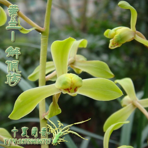 正品兰花蕙兰解佩梅 室内阳台绿植盆栽 蕙兰九华名贵老种兰花苗在类目 鲜花速递/花卉仿真/绿植园艺, 花卉/绿植盆栽(新), 花卉中 - 来自Buy2taobao.com提供专业的淘宝代购服务