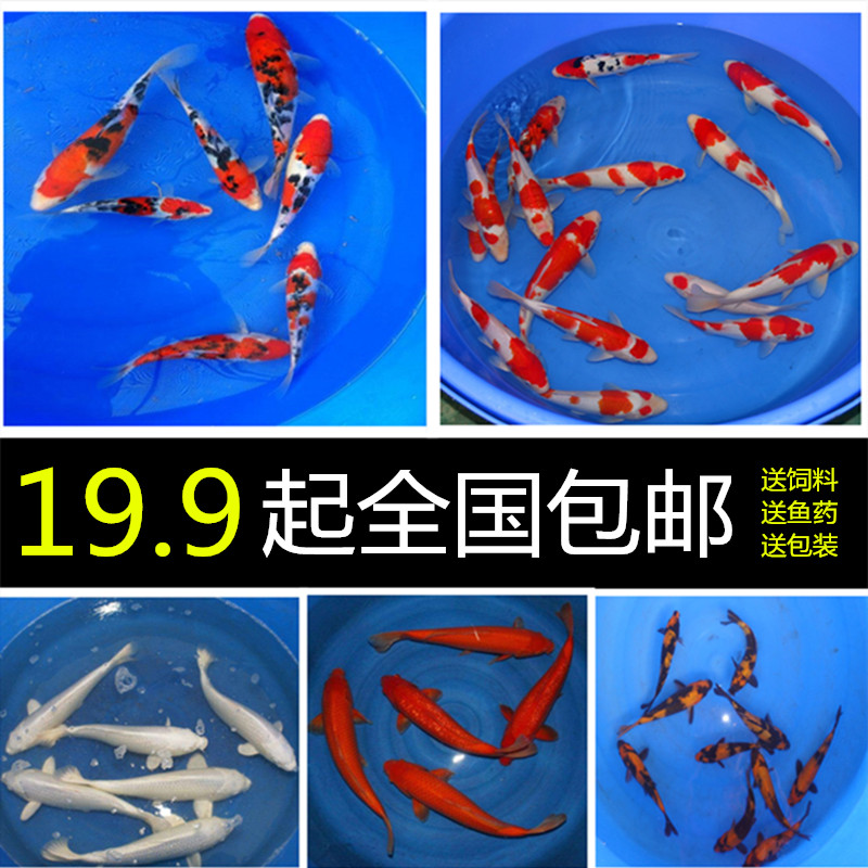 Koi living thing Coldwater Ornamental fish Feng Shui Fish Thoroughbred Koi Taisho Tricolor Red and white Koiin the Pet/Pet food and supplies , Aqua World , Fish category - from Buy2taobao.com to provide professional Taobao agent buy service