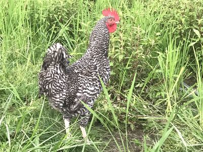 活体芦花鸡农家散养山东汶上芦花鸡散养公鸡热卖走地鸡活体包活